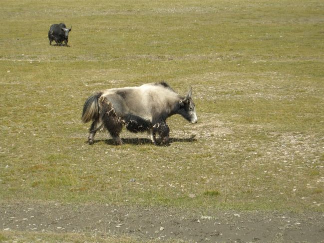  2006:09:05 02:27:14   Yaks b.jpg